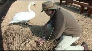 Abbotsbury Swanherd builds nest for swans [upl. by Eelyme333]