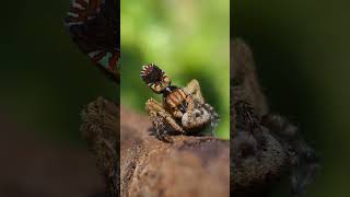 Maratus unicup dance and successful copulation [upl. by Cristen247]