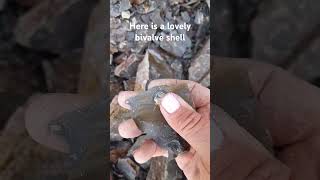 extracting an ammonite nodule from loose shale and a bivalve shells fossil fossilhunter sea [upl. by Riabuz]