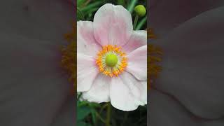 Anemone  Windflowers in Buttercup Family Ranunculaceae  Observed in Description [upl. by Umont]