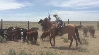 Spring Branding at the Tee Cross Ranch [upl. by Gnouh]