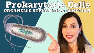 PROKARYOTIC CELL STRUCTURE AND ORGANELLESAlevel Biology cells topic 2 [upl. by Gittel375]