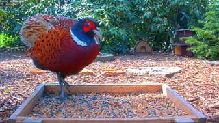 Highlights Today breeding nesting pheasants blackbirds  Recke Germany  25 April 2020 [upl. by Oinigih]