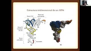 Síntesis de Proteínas  Parte 2 [upl. by Hiltan]