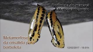 Metamorfose da borboleta  Crisálida para BorboletaMethona themisto [upl. by Venezia]