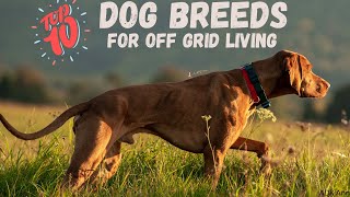 Top 10 Dog Breeds for Wilderness Living [upl. by Kciredec]