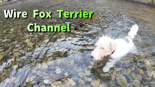 The worlds best swimming wire fox terrier [upl. by Nedyrb709]