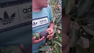 Cuando la palta se pasa de cosecha naturaleza paltas trabajodecampo cosecha campo [upl. by Hege]