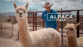 Why Alpaca Wool is Called the Fiber of the Gods  PARAGRAPHIC [upl. by Halonna]