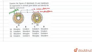 Examine the figures of diploblastic i and triploblastic ii organisation in animals given below [upl. by Lrak]