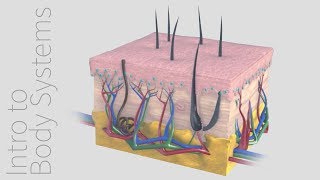 Introduction to the Integumentary System  Animated Tutorial  Complete Anatomy [upl. by Shaughnessy]