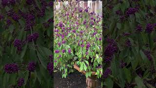 Why we call Callicarpa beautyberry landscaper garden shrubs gardening [upl. by Matthia]