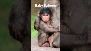 Baby Baboon Is Crying 🐒 shorts monkey monkeybaby [upl. by Moffat]