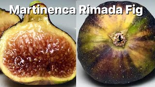 Martinenca Rimada Fig [upl. by Eiramnerual974]