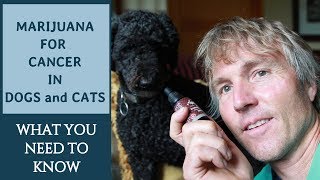 Marijuana for Cancer in Dogs and Cats [upl. by Suoivatco]