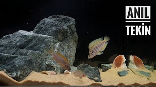 Calvus Chisanse Tanganyika Cichlids Aquarium [upl. by Melody788]