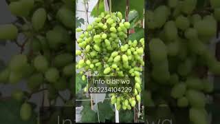 anggur import berbuah sangat lebat anggurgenjah videoshort [upl. by Yellas]