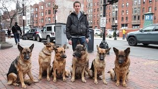 Dog Whisperer Trainer Walks Pack Of Dogs Without A Leash [upl. by Goldsmith32]