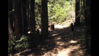 Lake Lagunitas  Marin County California [upl. by Lionello]