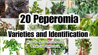 20 AMAZING PEPEROMIA VARIETIES [upl. by Faletti]