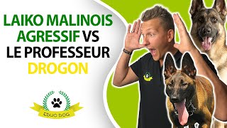 Drogon chien régulateur vs Malinois AGRESSIF [upl. by Hgielrahc]