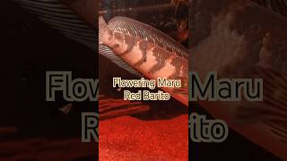 From baby red barito to adult maru bunga emperorsnakehead progress [upl. by Adnawal]