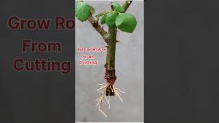 How To Grow Rose Plant From Cutting  Propagate rose plant shorts youtubeshorts growrose rose [upl. by Norrad796]