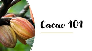 Cacao 101 Presentation [upl. by Jeramie395]