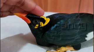 hill myna bird training  Talking Myna sound hatching [upl. by Ettedranreb]