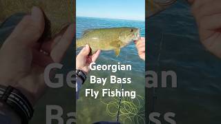 Bass on the Fly Fishing flyfishing flyfishinglife bassfishinglife bassfishing redington [upl. by Kaylil]