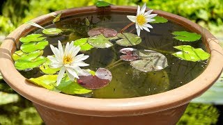 5 SECRET TIPS FOR WATER LILY FISH PONDGuppy amp Molly Fish CareTERRACE GARDEN [upl. by Litha]