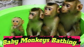 The monkey king 2023 baby monkey funny video  monkey animal [upl. by Lynnworth]