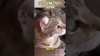 El Exótico Mundo del Gato Savannah Entre la Domesticidad y el Salvajismo 😲 [upl. by Ecirpak]