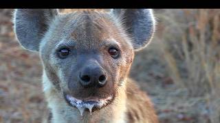 Scary Hyena Sounds – Scream Growl Giggle – Nighttime Animal Sounds [upl. by Bleier406]