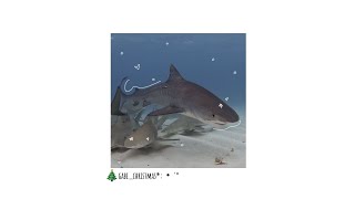 🦈ᴄᴜᴛᴇ sʜᴀʀᴋ ᴄᴏʀᴇ °・°☆ 🎧ɢᴀʙɪxᴡs °・°☆\ 🎧cutɛ cırcus🎧 [upl. by Eenal35]