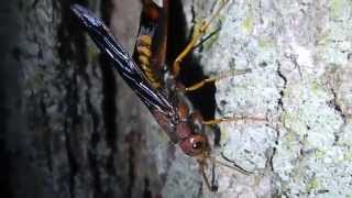 Tremex columba  Pigeon Horntail [upl. by Enutrof709]