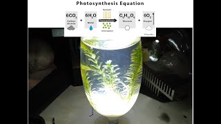 photosynthesis  fun with science  experiment o2 release in photosynthesis [upl. by Ecnedurp]