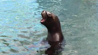 鳴くオタリア「ちゅら」（江戸川区自然動物園）South American Sea Lion [upl. by Ragucci867]