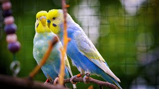 Rainbow Budgies Sounds [upl. by Ekusoyr]