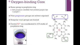 024O2binding Core of Hb amp Mb [upl. by Revart]