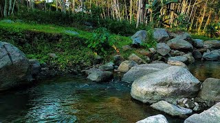 Relaxing River Sound Forest river stream with clean water sounds to help sleep create a calm [upl. by Ile628]