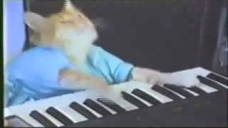 Keyboard Cat 10 Hours [upl. by Akym]