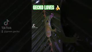 Everybody loves banana Also geckos 💚🍌 nature reptiles wildlifewonders gecko animals [upl. by Zipah630]