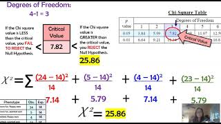 Chi Square in Genetics amp Examples AP Biology [upl. by Yanel672]