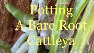 Potting a Bare Root Cattleya [upl. by Sugihara119]