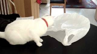 Why cats shouldnt be curious about plastic bags [upl. by Eerpud945]