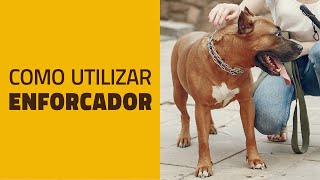 Como adestrar um cachorro a USAR O ENFORCADOR [upl. by Hayward524]