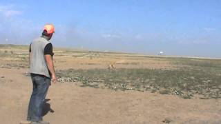 Positive Gun Dog Training  Steady to WingShotFall  Phase 1 [upl. by Reffinnej]