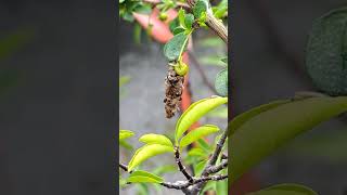 Bagworm enjoys berry 《12》袋虫喜欢浆果《12》 Ulat uncang menikmati buah beri《12》 [upl. by Cavuoto791]