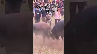 Zunj premi mahad bhiwandi redajhunjh shortsvideo bull [upl. by Eiclek850]